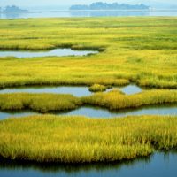 Give to Restore Wetlands
